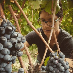 deplaude de tartaras vendanges vin bio collines rhodaniennes